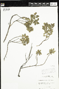 Arctostaphylos uva-ursi image