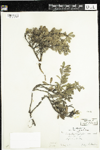 Arctostaphylos uva-ursi image