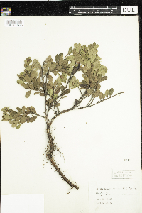 Arctostaphylos uva-ursi image