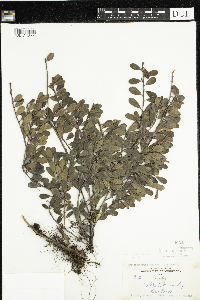 Arctostaphylos uva-ursi image