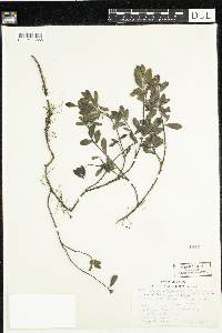 Arctostaphylos uva-ursi image
