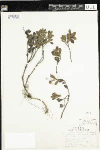 thumbnail image of current specimen