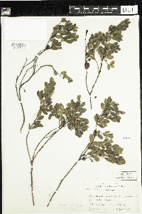 thumbnail image of current specimen