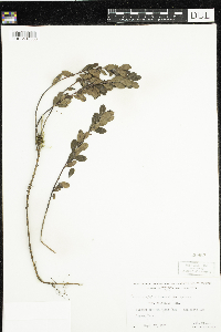 Arctostaphylos uva-ursi image