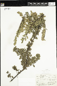 thumbnail image of current specimen