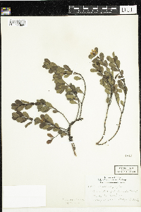 Arctostaphylos uva-ursi image