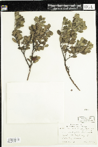 Thumbnail image of current specimen