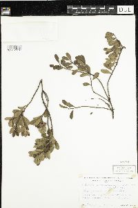 Arctostaphylos uva-ursi image