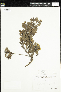 Arctostaphylos uva-ursi image