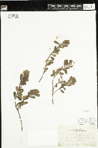 Arctostaphylos uva-ursi image