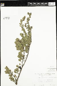 Arctostaphylos uva-ursi image
