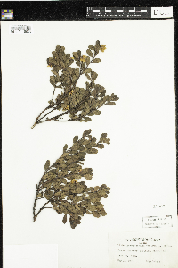 thumbnail image of current specimen