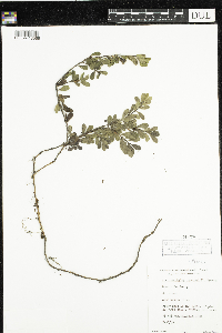 Arctostaphylos uva-ursi image