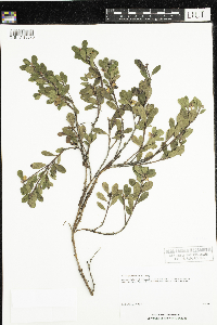 Arctostaphylos uva-ursi image