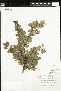 Arctostaphylos uva-ursi image