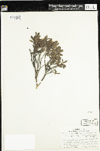 Arctostaphylos uva-ursi image