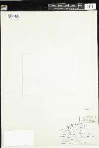 Arctostaphylos uva-ursi image