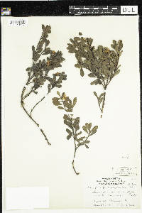 Arctostaphylos uva-ursi image