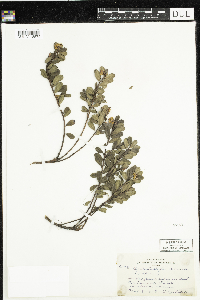 Arctostaphylos uva-ursi image