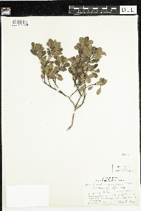 Arctostaphylos uva-ursi image