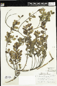 Arctostaphylos uva-ursi image