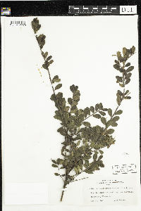 Arctostaphylos uva-ursi image