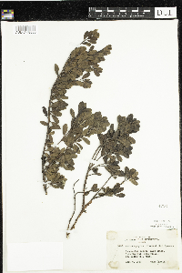 Arctostaphylos uva-ursi image