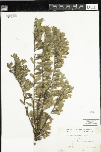 Arctostaphylos uva-ursi image