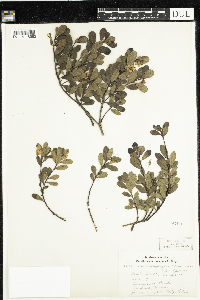 Arctostaphylos uva-ursi image
