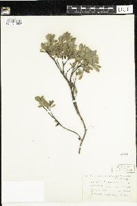 Arctostaphylos uva-ursi image