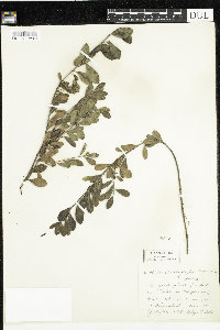 Arctostaphylos uva-ursi image
