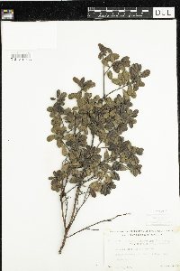 Arctostaphylos uva-ursi image