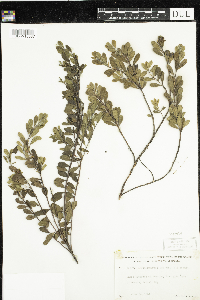 Arctostaphylos uva-ursi image
