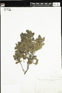 Arctostaphylos uva-ursi image