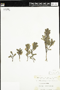 Arctostaphylos uva-ursi image