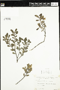 Arctostaphylos uva-ursi image