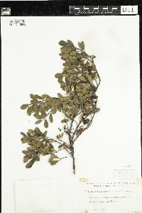Arctostaphylos uva-ursi image