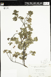 Arctostaphylos uva-ursi image