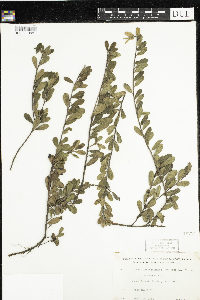 Arctostaphylos uva-ursi image