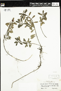 Arctostaphylos uva-ursi image