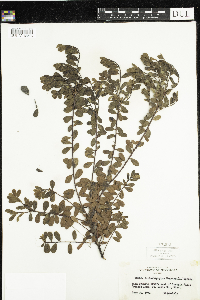 Arctostaphylos uva-ursi image