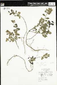 Arctostaphylos uva-ursi image