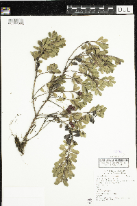 thumbnail image of current specimen