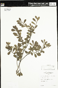 Arctostaphylos uva-ursi image