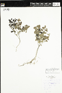 Arctostaphylos uva-ursi image