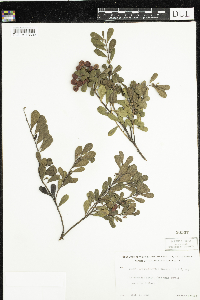 Arctostaphylos uva-ursi image