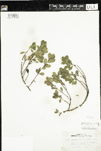 Arctostaphylos uva-ursi image
