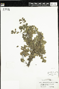 Arctostaphylos uva-ursi image