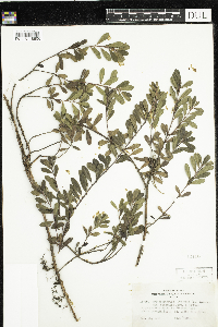Arctostaphylos uva-ursi image
