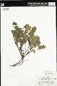 Arctostaphylos uva-ursi image